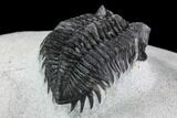 Bargain, Coltraneia Trilobite Fossil - Huge Faceted Eyes #108429-4